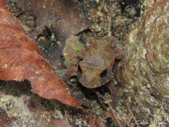 Proceratophrys cristiceps