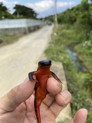 Cynops ensicauda popei