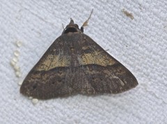 Ophyx eurrhoa