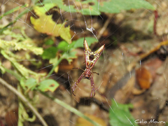 Micrathena spinosa