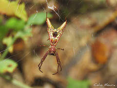 Micrathena spinosa