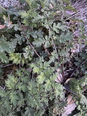 Phacelia congesta