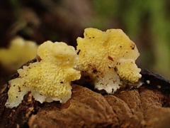 Antrodiella citrinella