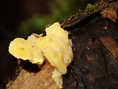 Antrodiella citrinella