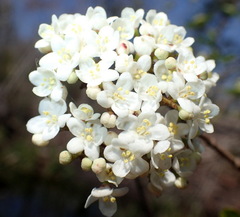 Viburnum obovatum