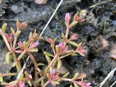 Crassula aquatica