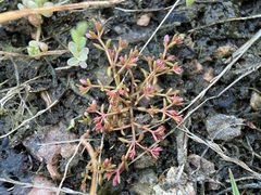 Crassula aquatica