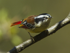 Red-Tailed Minla photo 2
