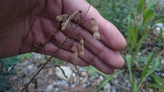 Desmodium grahamii