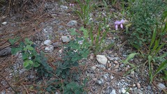 Desmodium grahamii