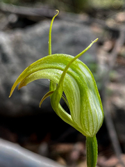 Pterostylis acuminata