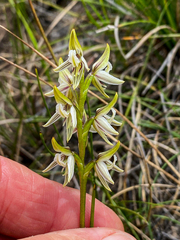 Prasophyllum striatum