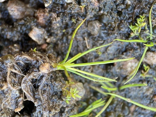 Image of Isoetes lithophila by (c) Matt Berger, some rights reserved (CC BY)