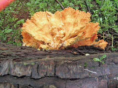Laetiporus huroniensis