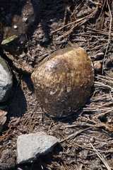 Meretrix