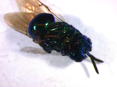 Euperilampus triangularis