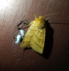 Pyreferra hesperidago