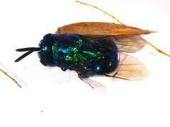 Euperilampus triangularis