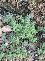 Sedum nuttallii