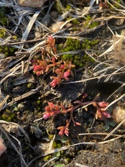 Crassula aquatica