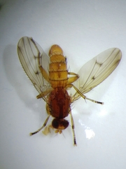 Suillia affinis