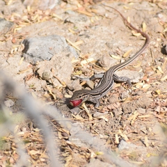 Aspidoscelis costatus