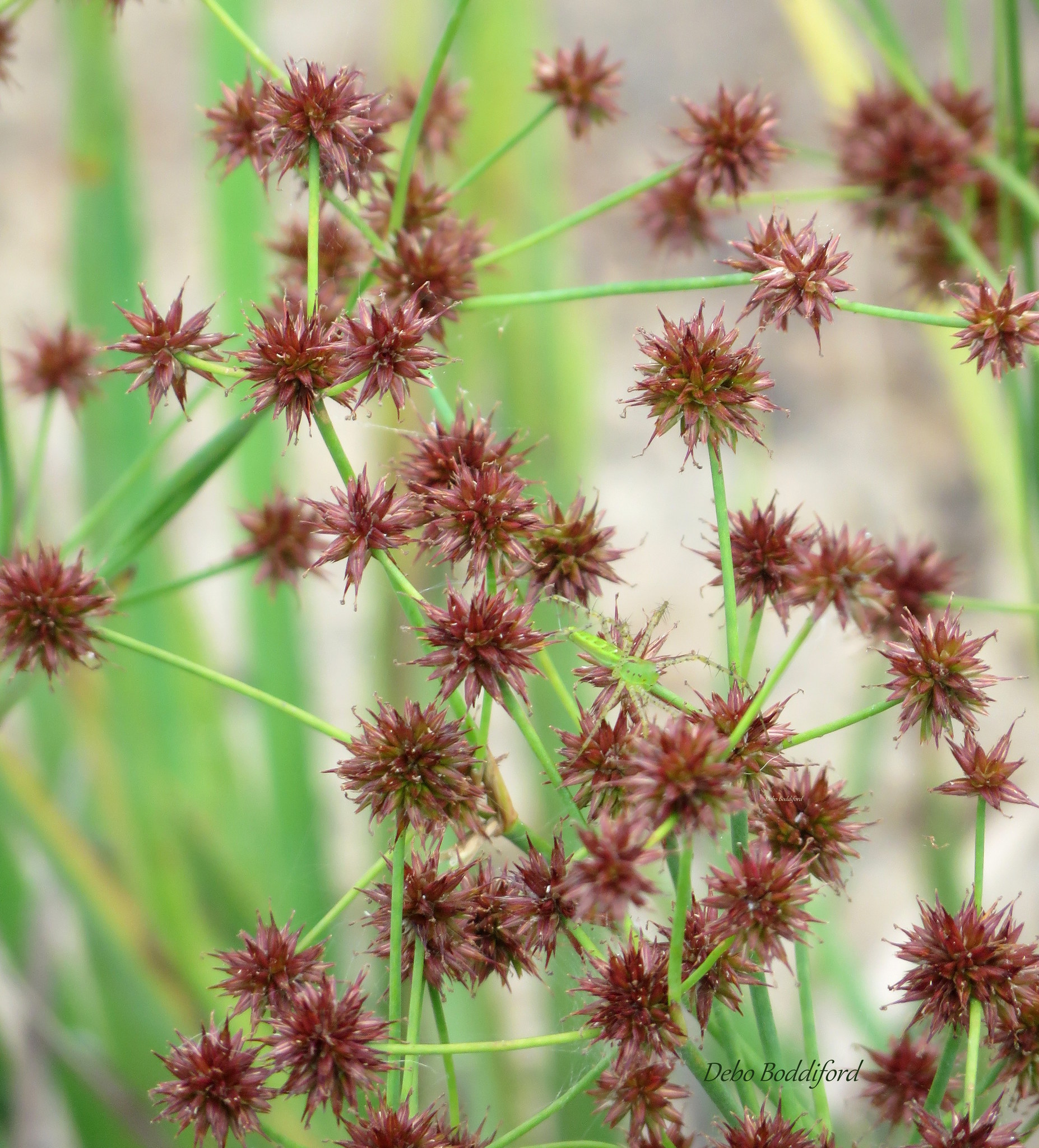 Juncus polycephalus