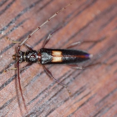 Epithora dorsalis