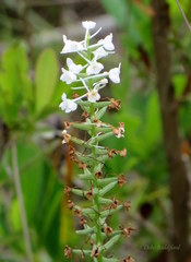 Platanthera nivea