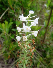 Platanthera nivea