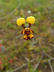 Diuris laxiflora