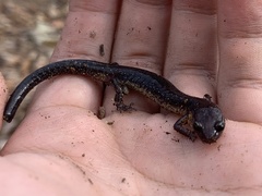 Plethodon jacksoni