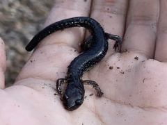 Plethodon jacksoni