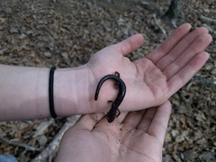 Plethodon jacksoni