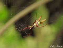 Micrathena spinosa