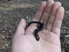 Plethodon jacksoni