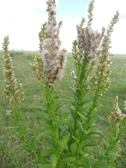 Pterocaulon polystachyum