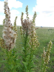 Pterocaulon polystachyum