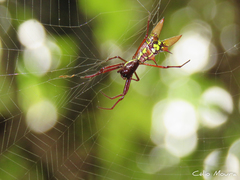 Micrathena spinosa