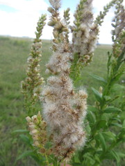 Pterocaulon polystachyum