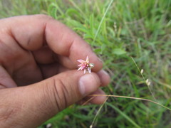 Pfaffia tuberosa