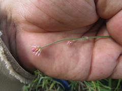 Pfaffia tuberosa
