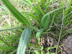 Pfaffia tuberosa