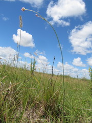 Pfaffia tuberosa