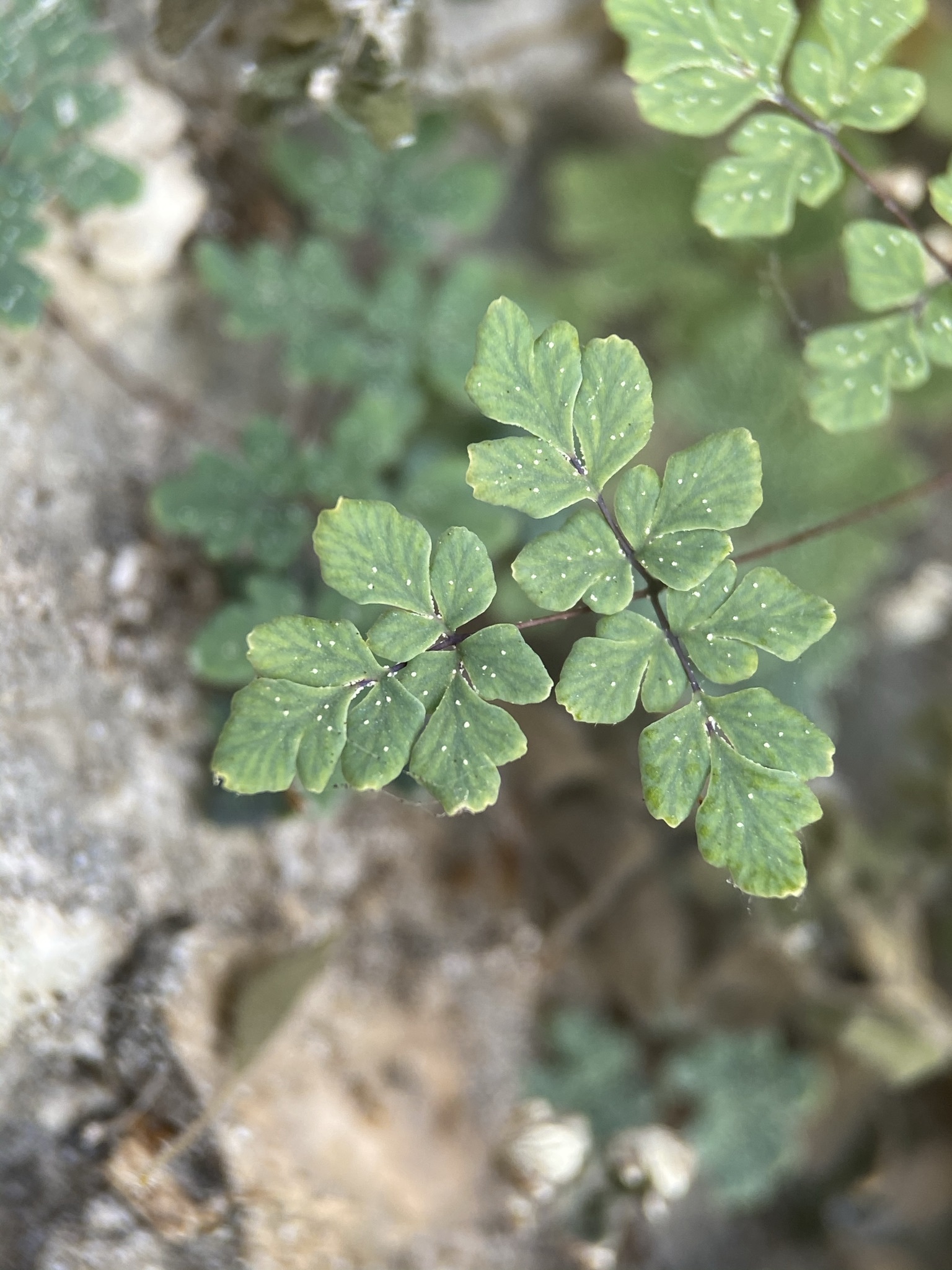 Argyrochosma