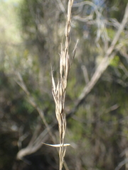 Bromus erectus