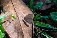 Hermeuptychia gisella