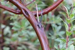 Arctostaphylos × media