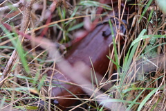 Arctostaphylos × media