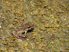 Pristimantis relictus